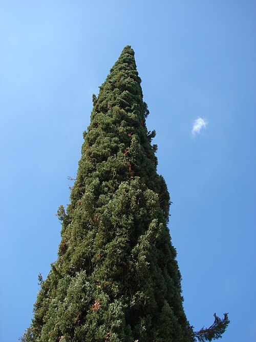 Mediterranean Cypress