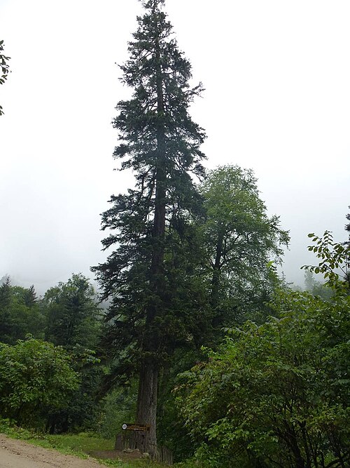 Nordmann Fir