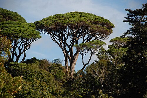 Stone Pine