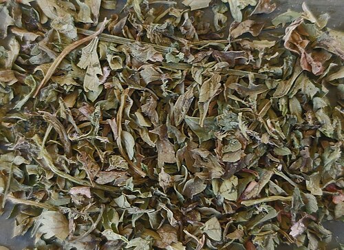 Chervil