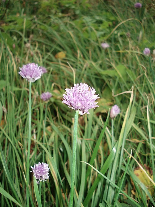 Chives