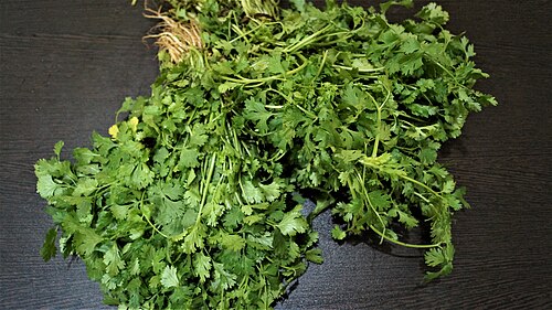 Coriander