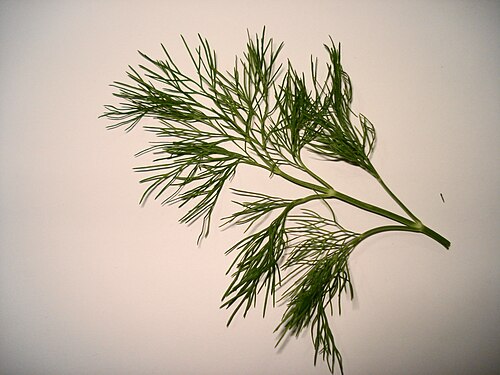 Dill