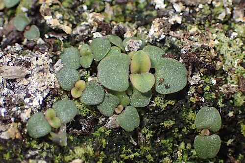 Oregano