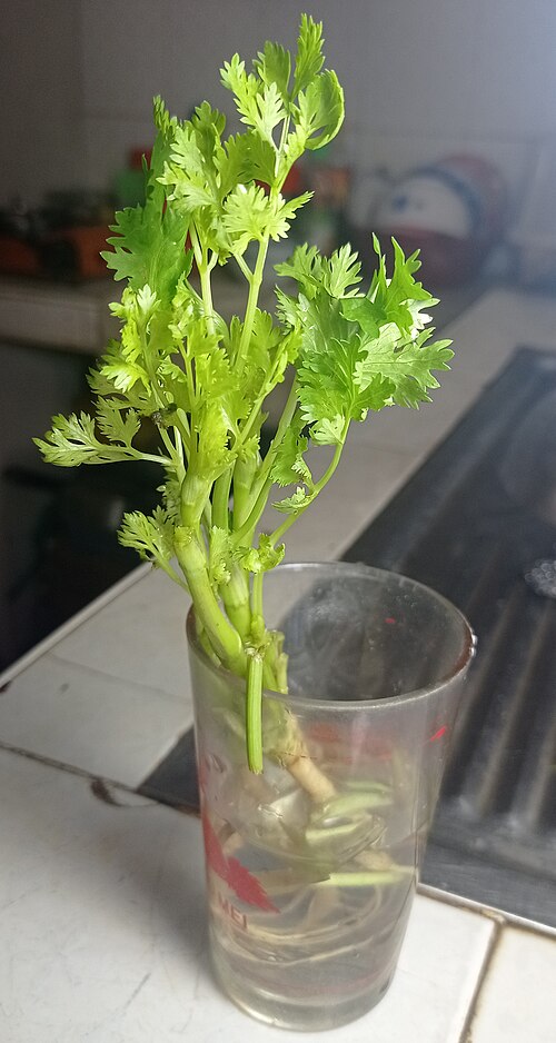Parsley