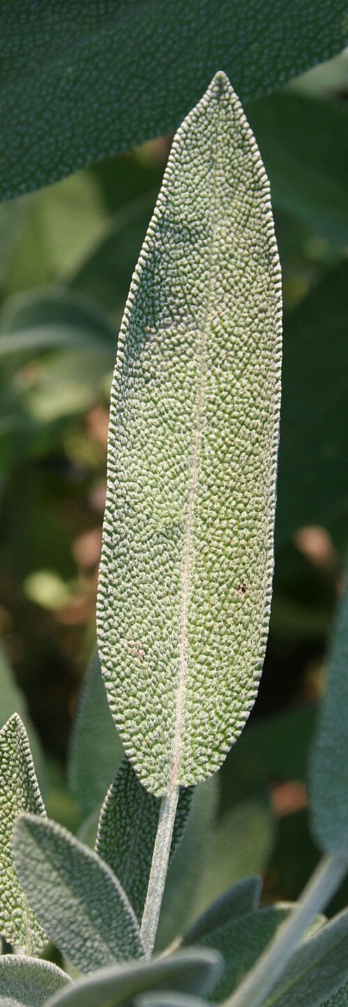 Sage