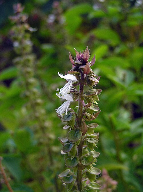 Thai Basil