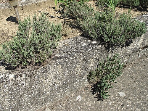 Thyme