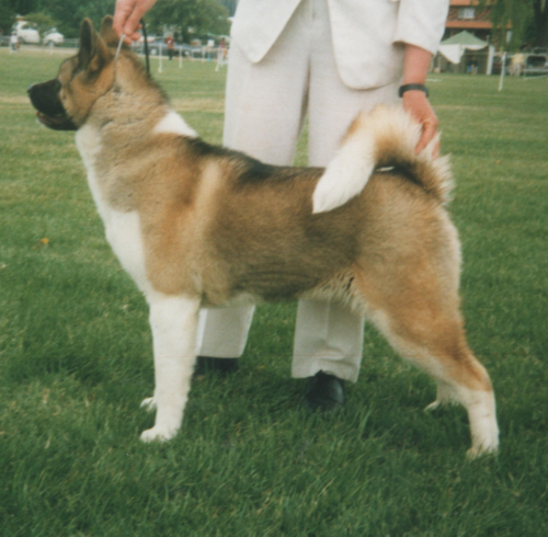 Akita