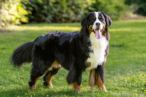 Bernese Mountain Dog