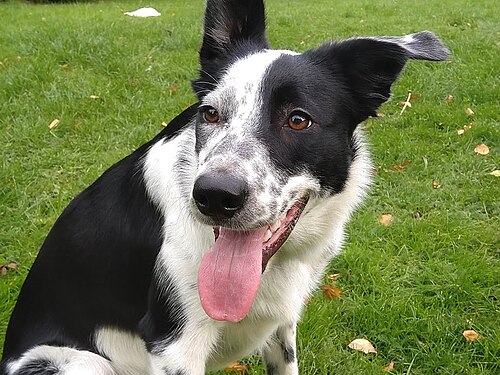 Border Collie