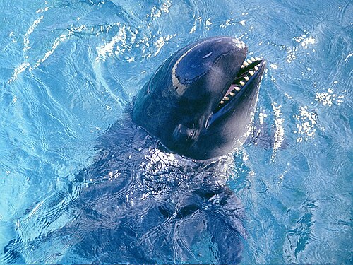 False Killer Whale