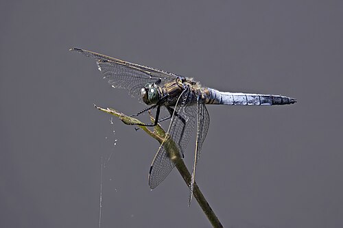 Black-Tailed Skimmer