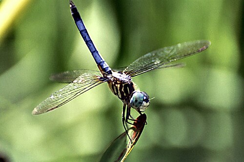 Blue Dasher