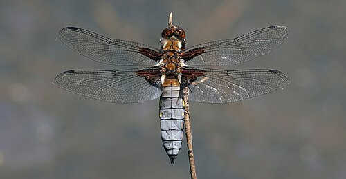 Broad-Bodied Chaser