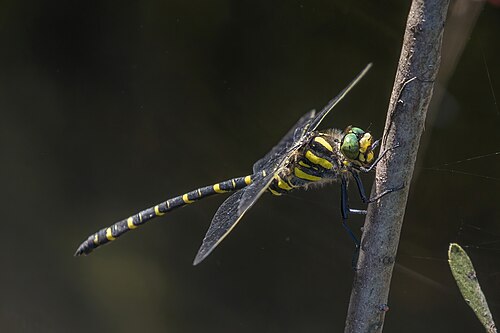 Golden-Ringed Dragonfly
