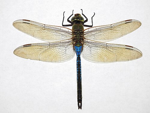 Green Darner