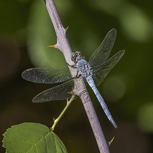 Keeled Skimmer
