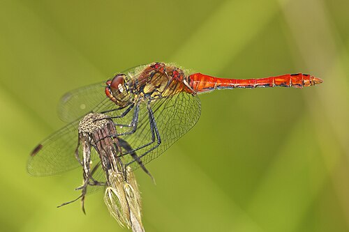 Ruddy Darter