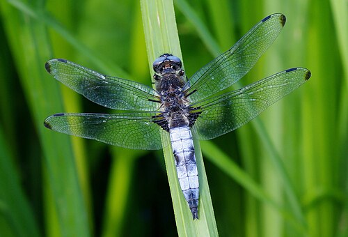 Scarce Chaser