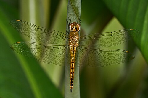 Wandering Glider