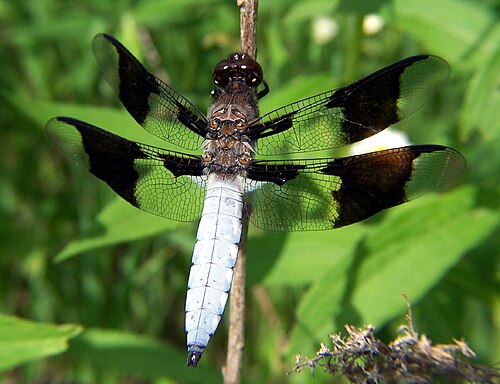 White-Tailed Skimmer