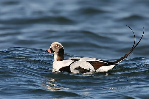 Long-Tailed Duck