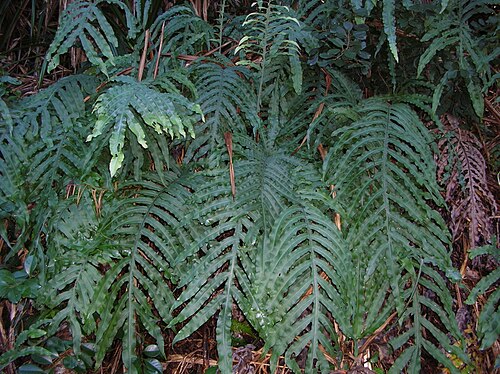 Blue Star Fern