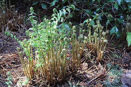 Male Fern