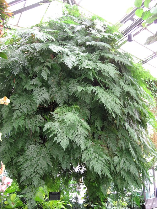 Rabbit's Foot Fern