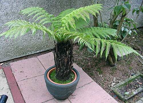 Soft Tree Fern