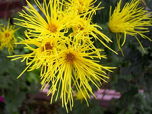 Chrysanthemum