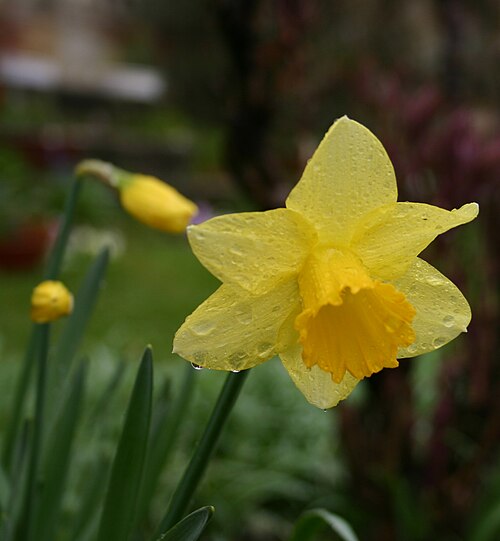Daffodil