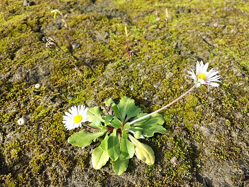 Daisy