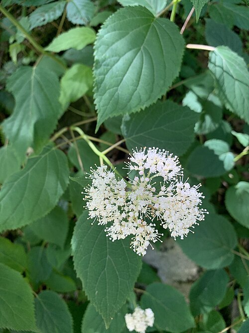 Hydrangea