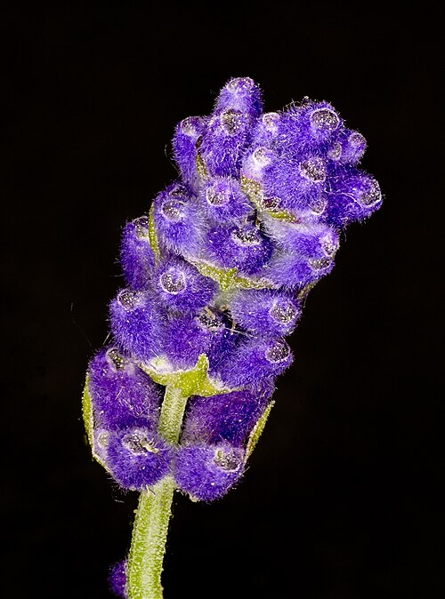 Lavender