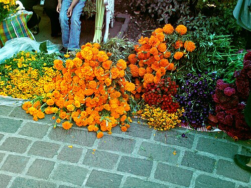 Marigold
