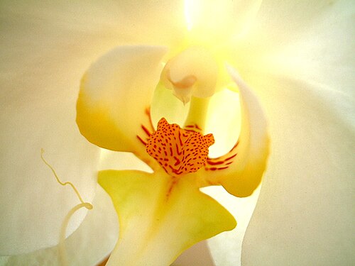 Phalaenopsis Orchid