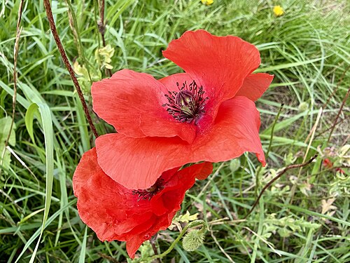 Poppy
