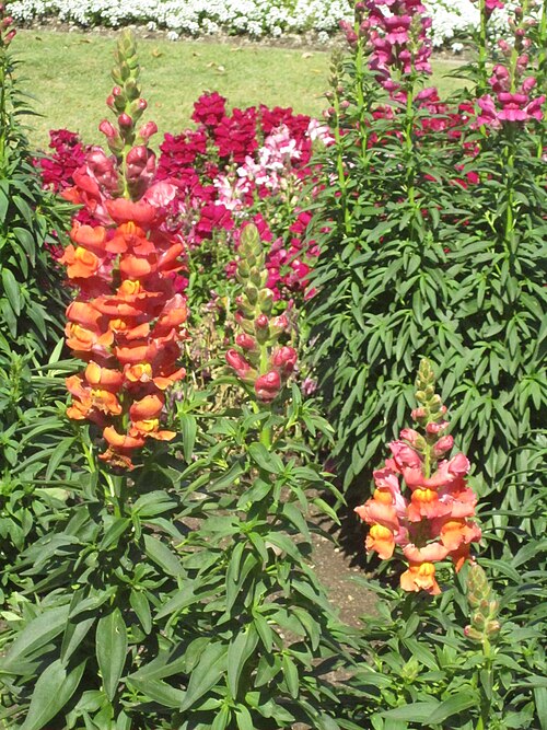Snapdragon