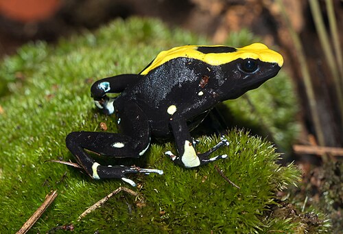 Dyeing Poison Frog