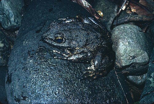 Goliath Frog