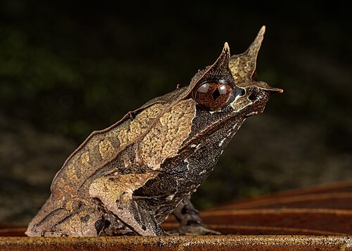Malayan Horned Frog