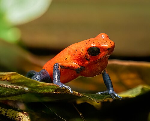 Strawberry Poison Frog