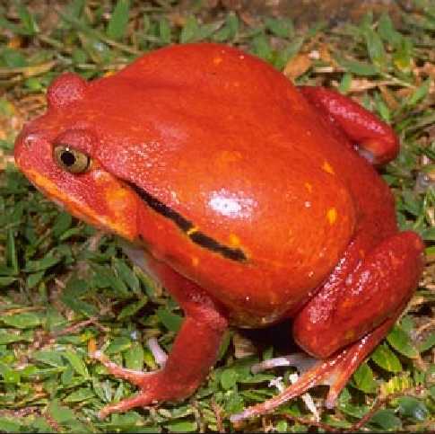 Tomato Frog