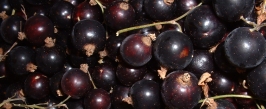 Blackcurrant