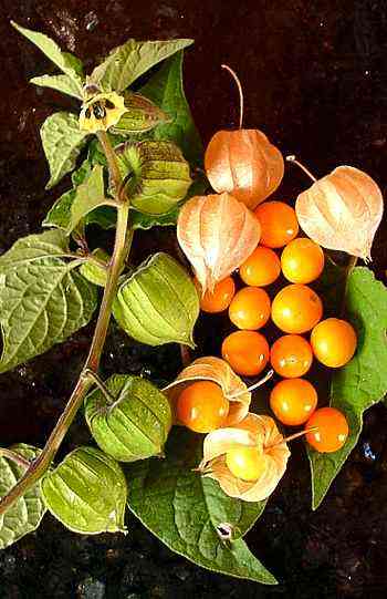 Cape Gooseberry