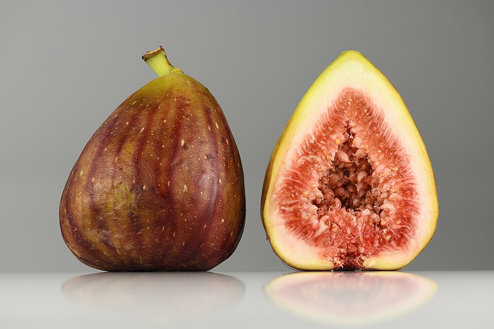 Fig