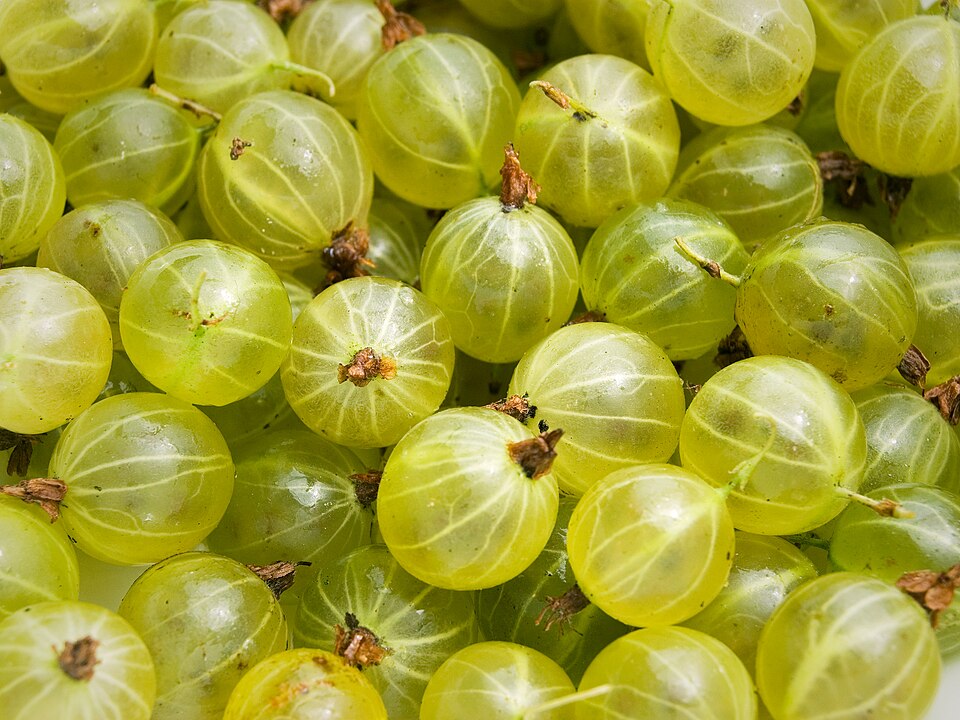Gooseberry