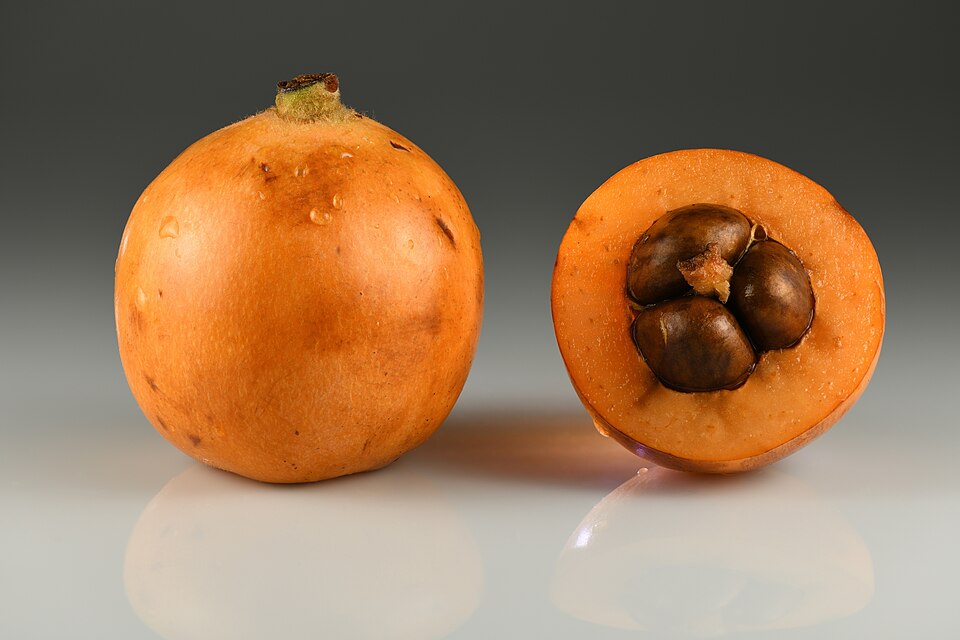 Loquat